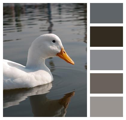 Duck Bird Aquatic Bird Plumage Animal Cute Feather Nature Feathers Wildlife Ornithology Image